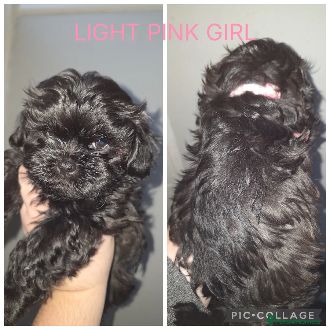 Shorkie dogs for sale: Beautiful shorkie puppies - Advert 5