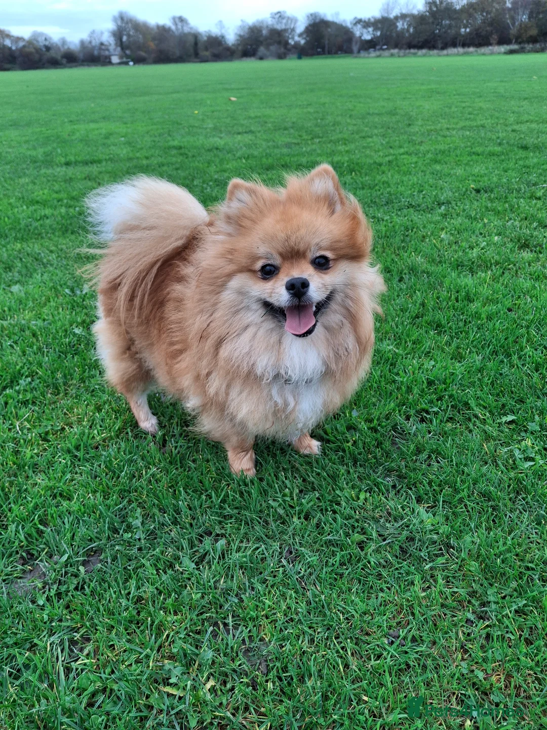 Pomeranian dogs for sale: Beautiful pomeranian pups due in 3wks time in Weston-super-Mare - Advert 1