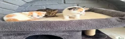 Domestic Shorthair cats for sale: Beautiful kittens looking for forever homes  - Advert 3