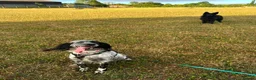 English Setter dogs for adoption: Mara  in Leighton Buzzard - Advert 4