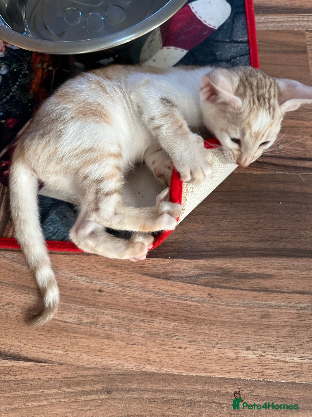 Mixed Breed cats for sale: Crossed Between Oriental short hair & White Bengal - Advert 24