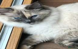Ragdoll cats for sale: Stunning Ragdoll kittens  - Image 8