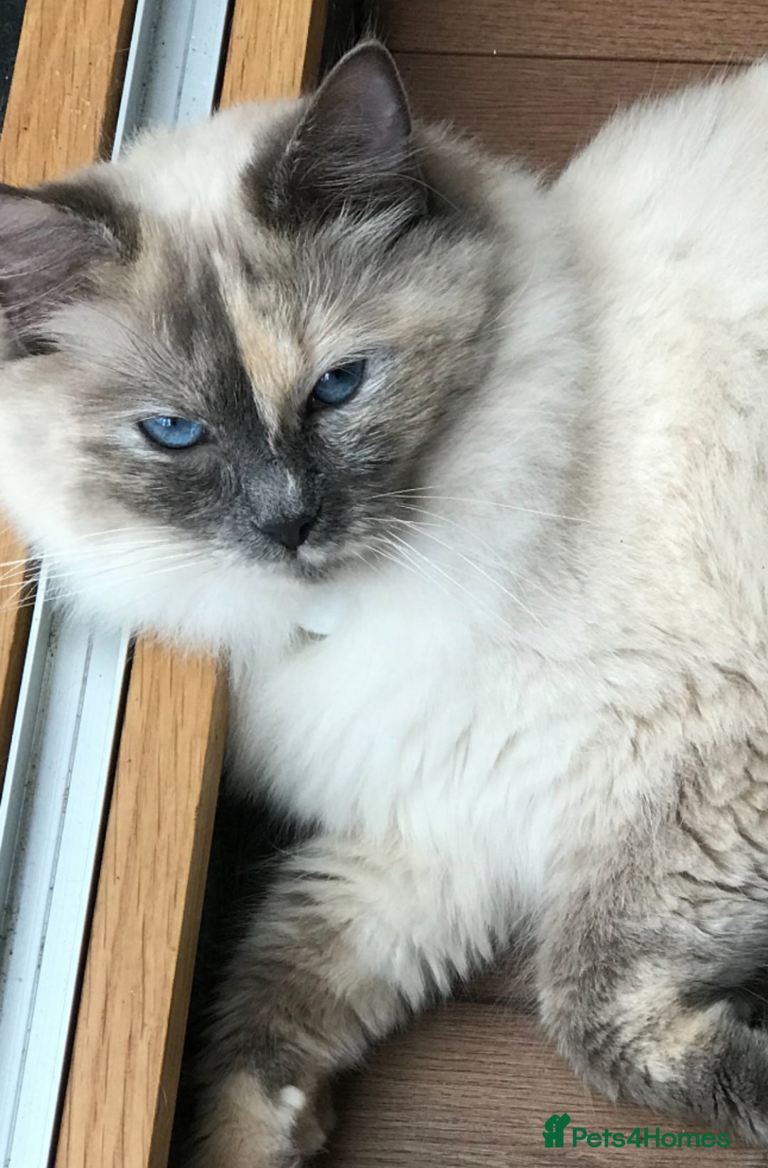 Ragdoll cats for sale: Stunning Ragdoll kittens  - Image 8