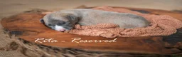 Whippet dogs for sale: KC Reg Whippet Pups-Heart Tested Clear Parents in Caernarfon - Advert 10
