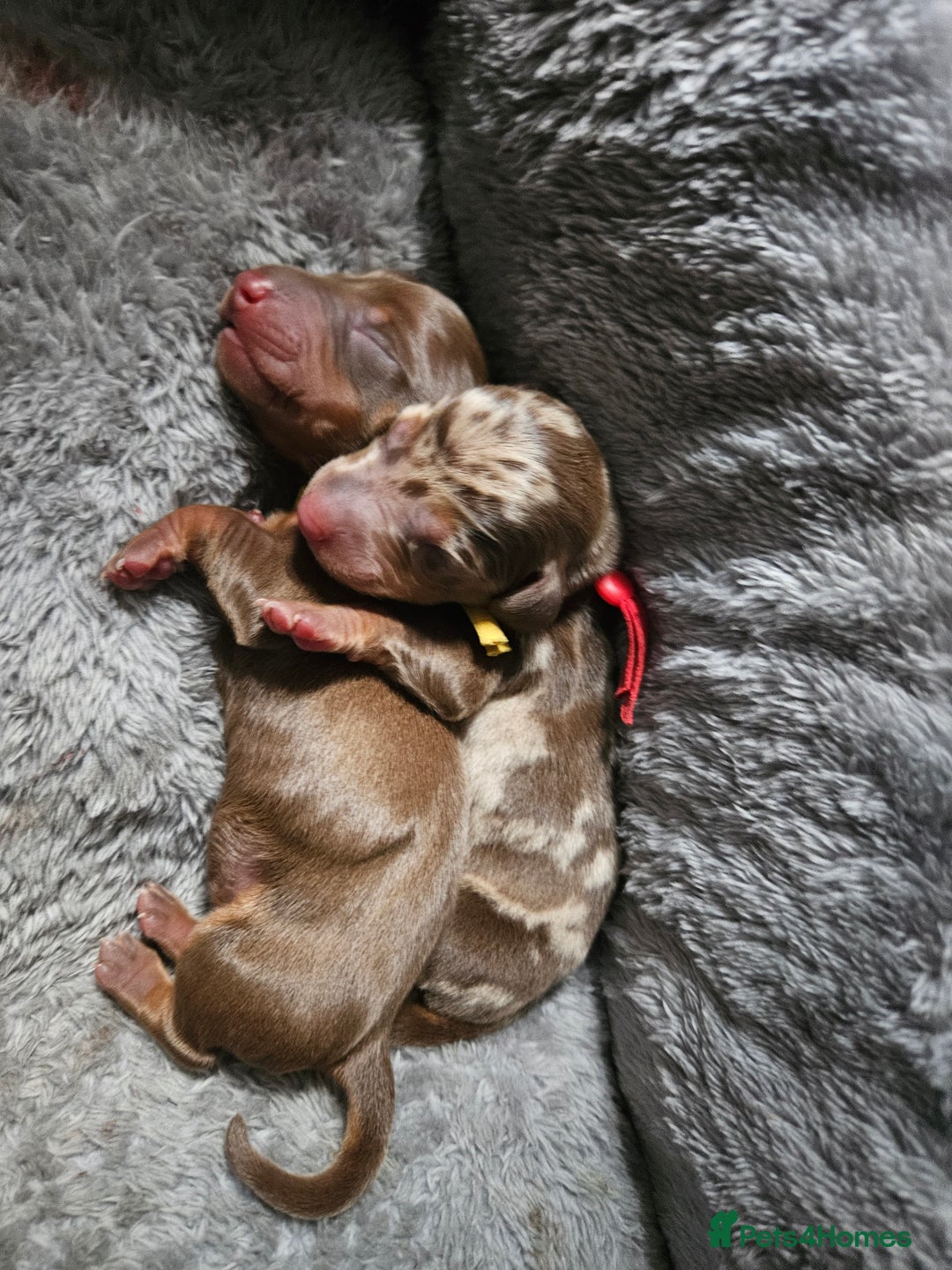 Dachshund dogs for sale: Miniature dauchaund  - Image 14