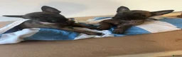Belgian Shepherd Dog dogs for sale: Belgian Malinois Pups Ready 2nd October - Advert 8
