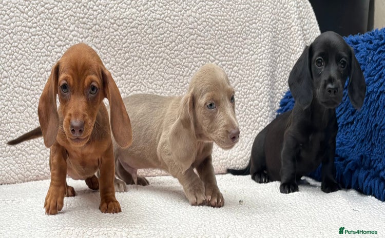 Dachshund dogs - Advert 2