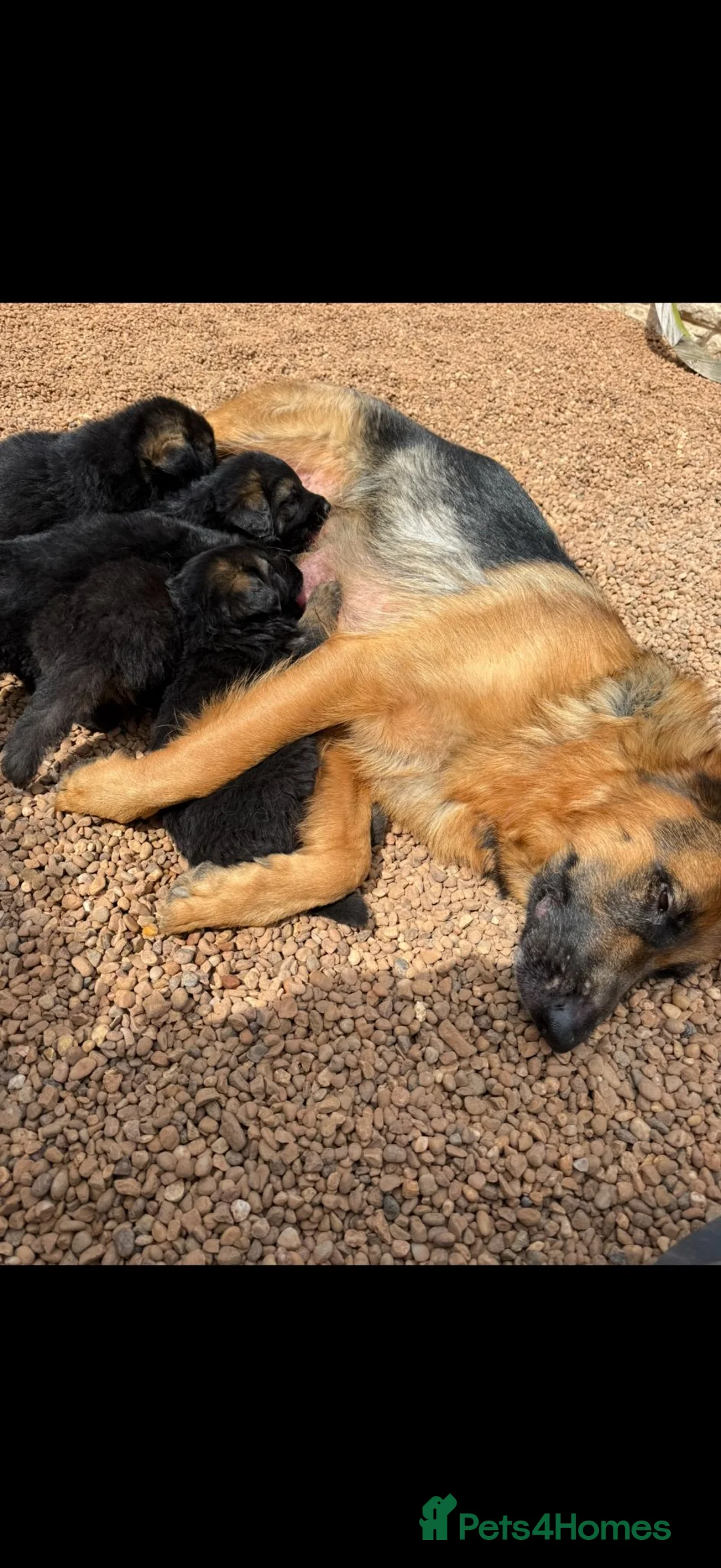 German Shepherd dogs for sale:  Beautiful Family-Raised German Shepherd Puppies  - Advert 16