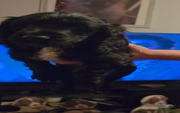 Sprocker dogs for sale: Sprocker  - Image 8