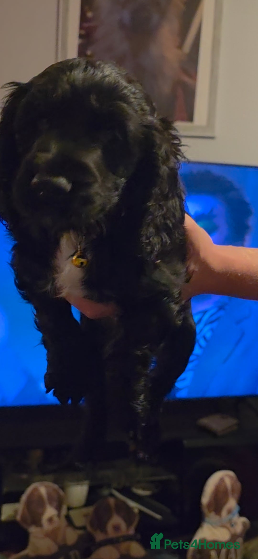 Sprocker dogs for sale: Sprocker  - Image 8