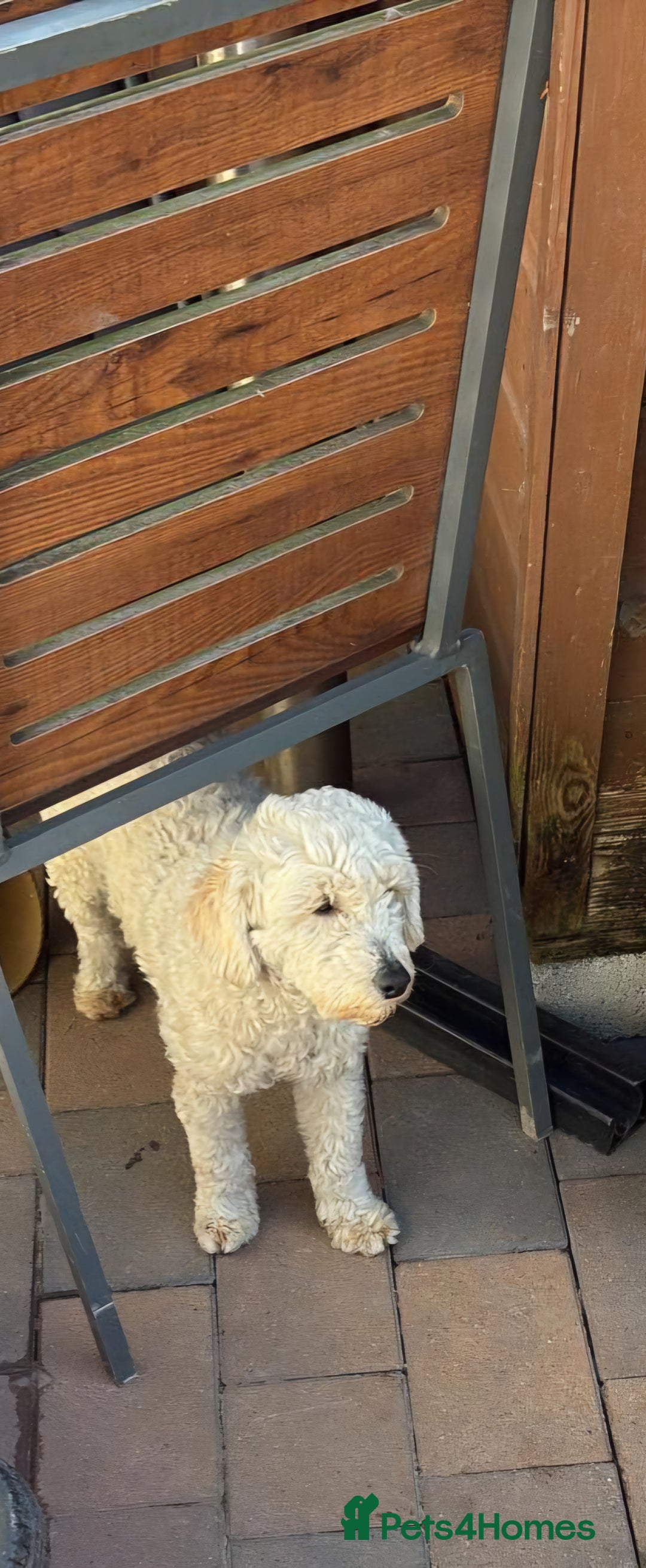 Cockapoo dogs for sale: Cockapoo F1B  - Image 7