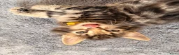 Mixed Breed cats for sale: Beautiful 7 kittens looking for forever homes - Advert 12