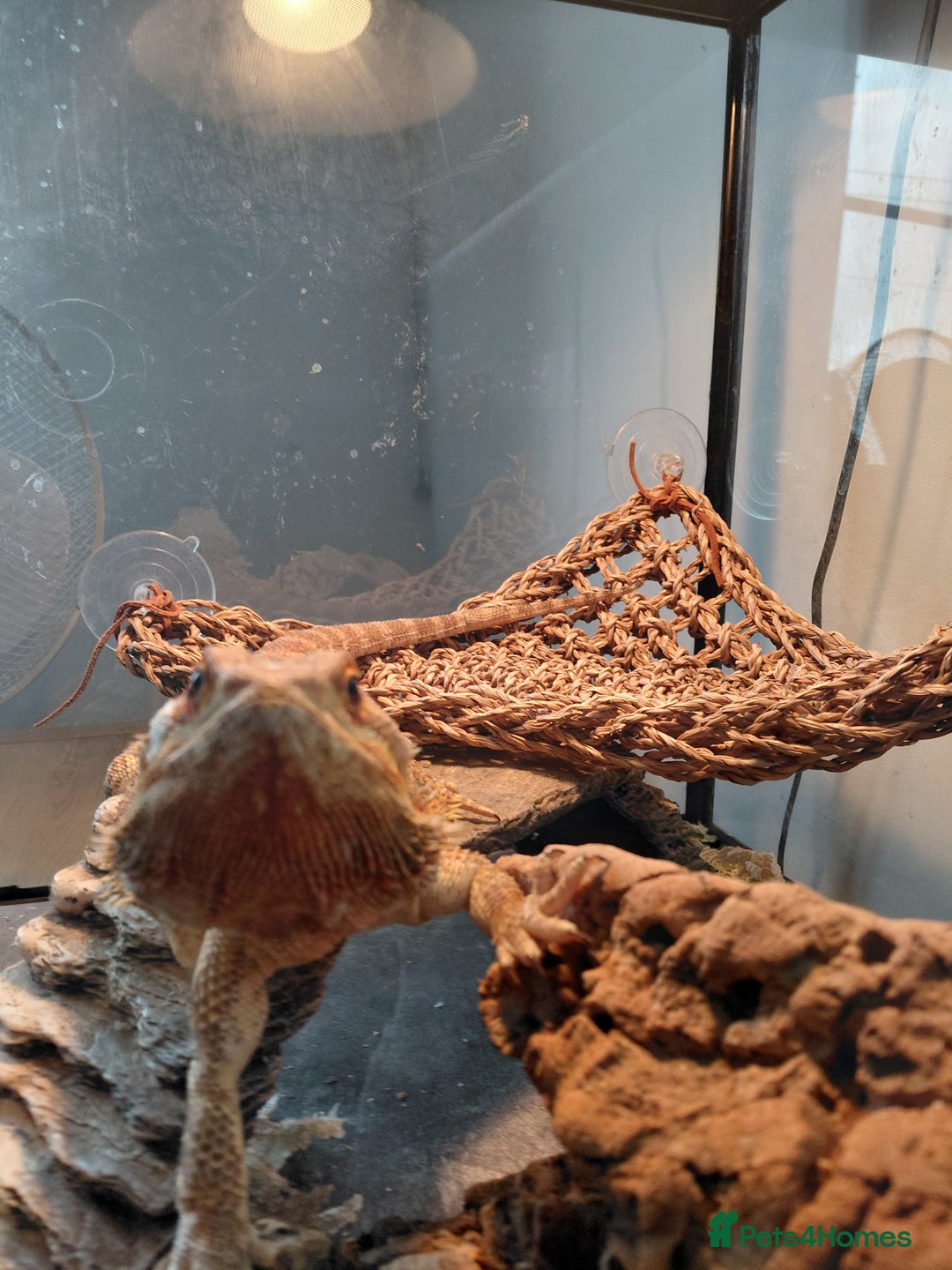 Bearded Dragon reptiles for sale: Beautiful Female Bearded Dragon - Image 2