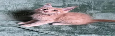 Maine Coon 2