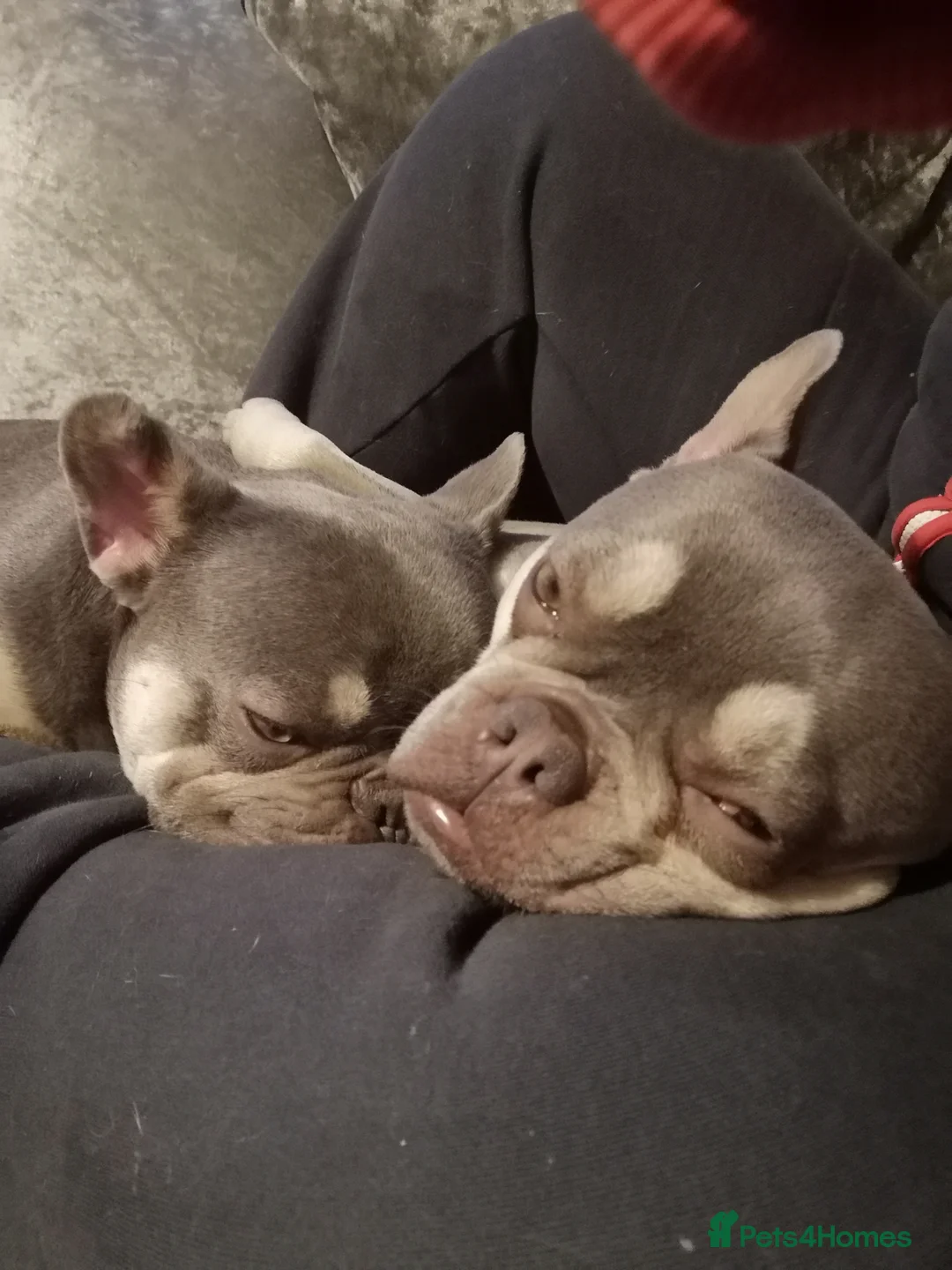 French Bulldog dogs for sale: Blue and tan french bulldog rehome - Advert 2