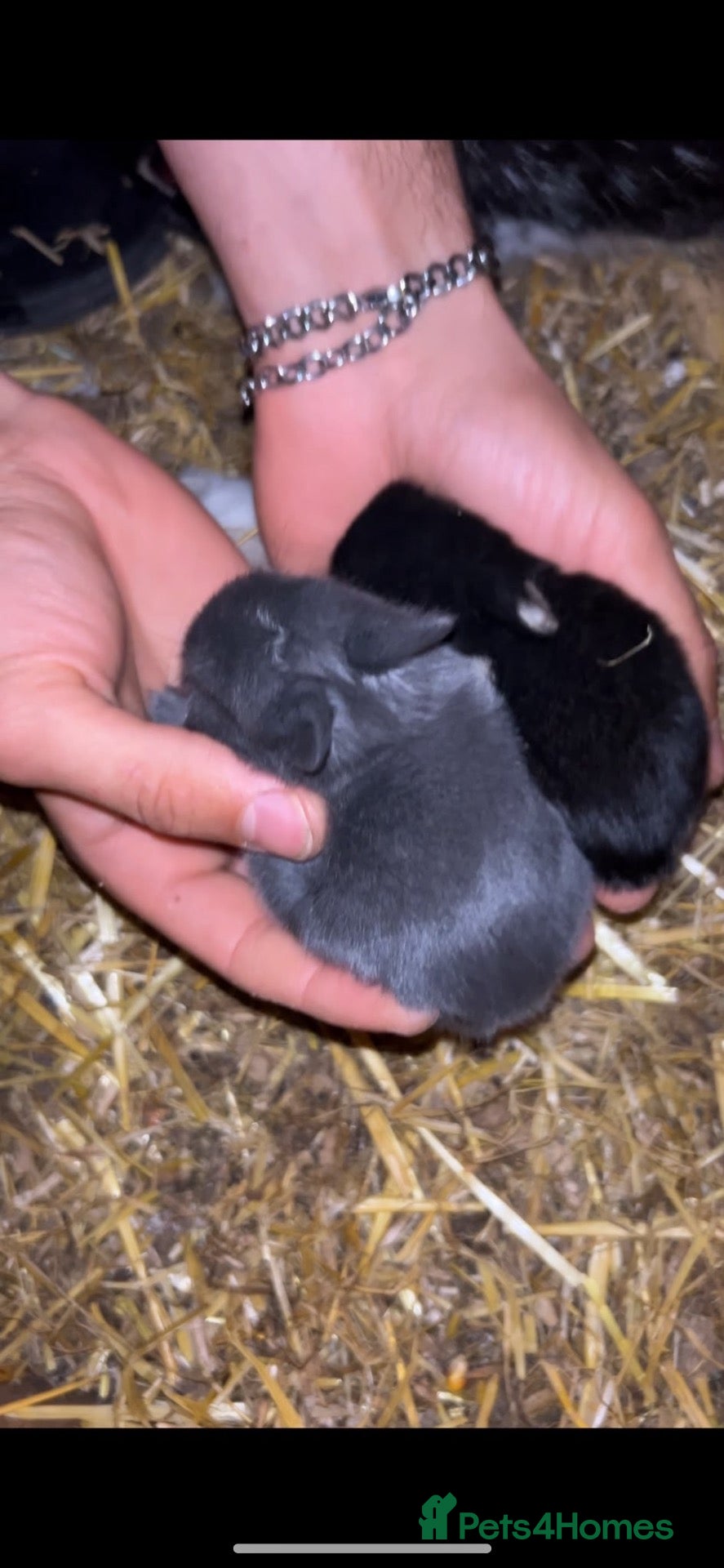 Netherland Dwarf rabbits 1 black 1 grey Baby Prue neatherland dwarf rabbits - Advert 7