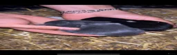 Netherland Dwarf rabbits for sale: 1 black 1 grey Baby Prue neatherland dwarf rabbits - Advert 1