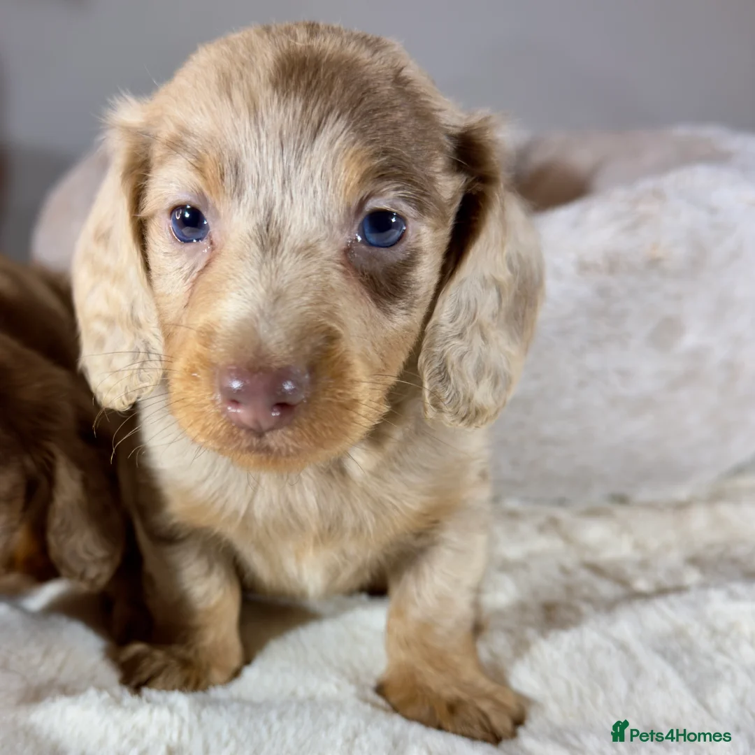 Miniature Dachshund dogs for sale: Long Hair Dachshund miniature Dapple - Advert 13