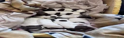 English Springer Spaniel dogs for sale: Beautiful Liver & White Springer Spaniel Puppies - Advert 8