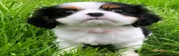 Cavalier King Charles Spaniel dogs for sale: Cavalier King Charles puppies  in Warrington - Advert 21