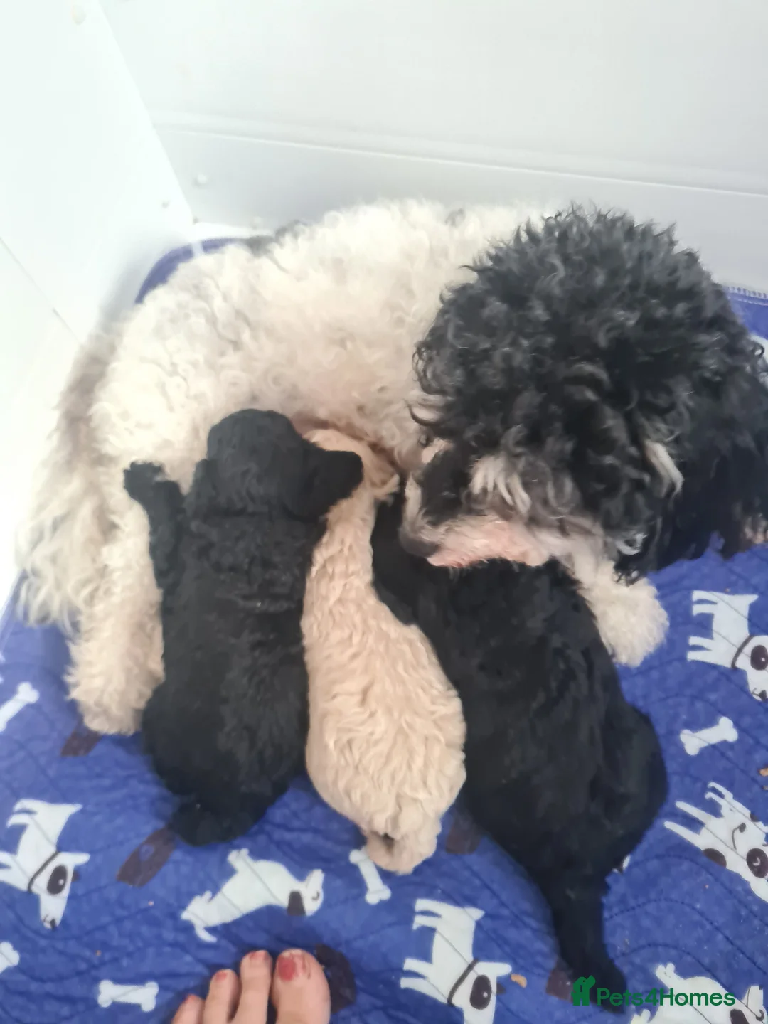 Poochon dogs for sale: Beautiful poochon pups - Advert 2