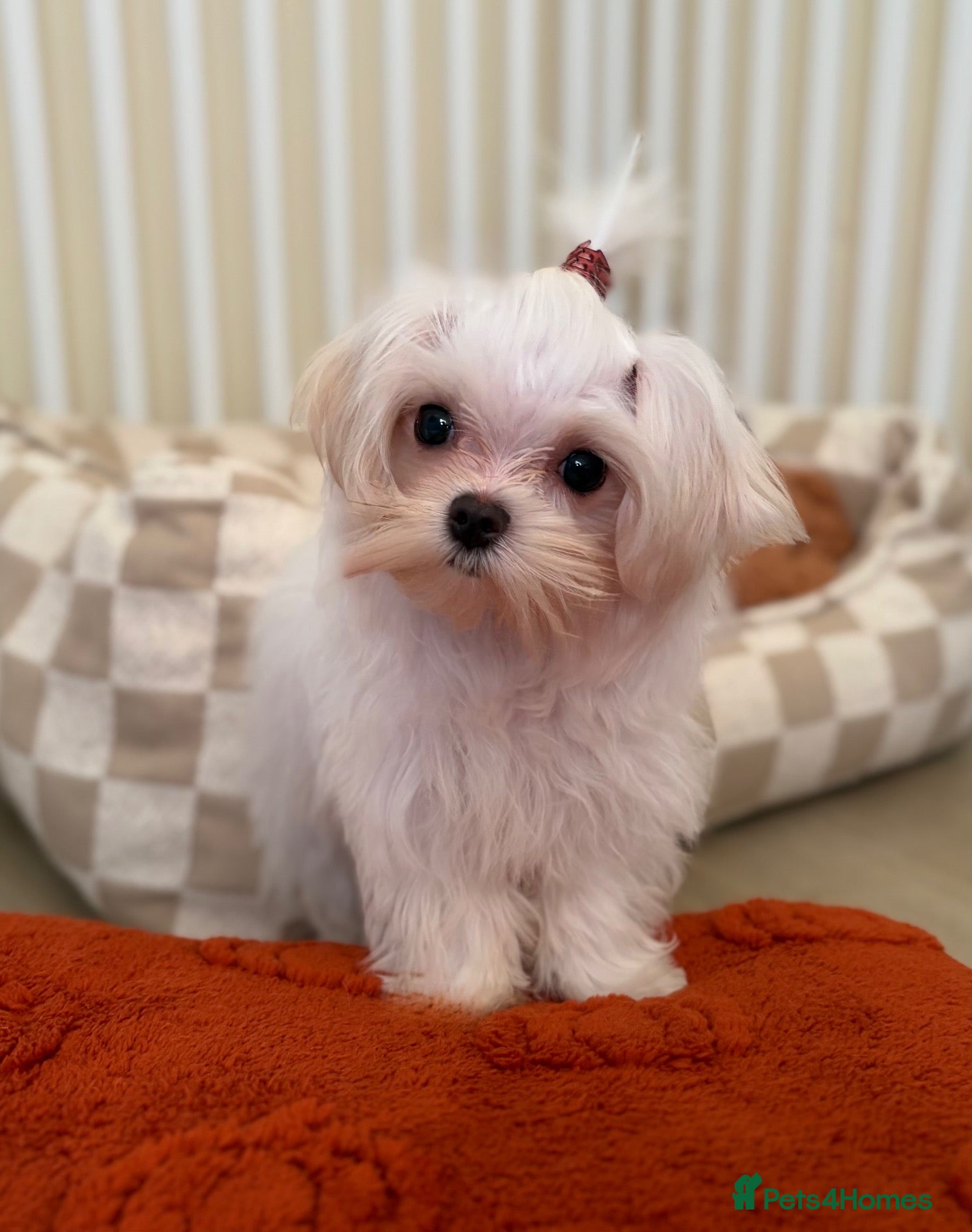 Maltese dogs Beautiful Korean kc Maltese female puppy - Advert 2