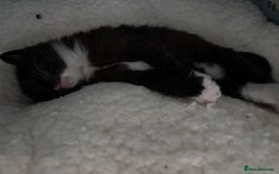 Mixed Breed cats for sale: Cuddly black tux kitten - Image 2