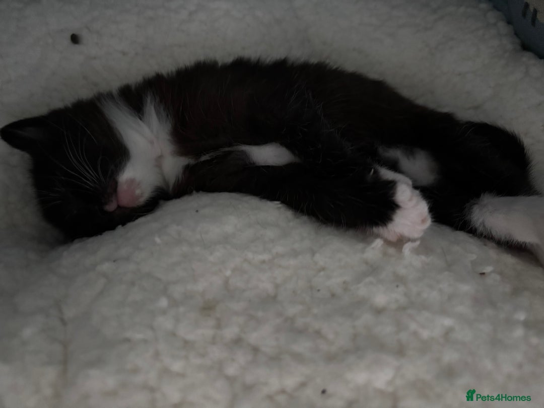 Mixed Breed cats for sale: Cuddly black tux kitten - Image 2