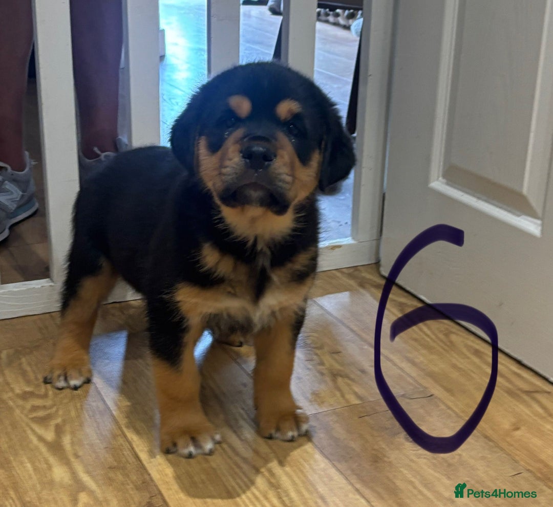 Central Asian Shepherd dogs for sale: Central Asian Shepard x Rottweiler  - Image 17