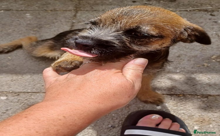 Border Terrier dogs - Advert 16