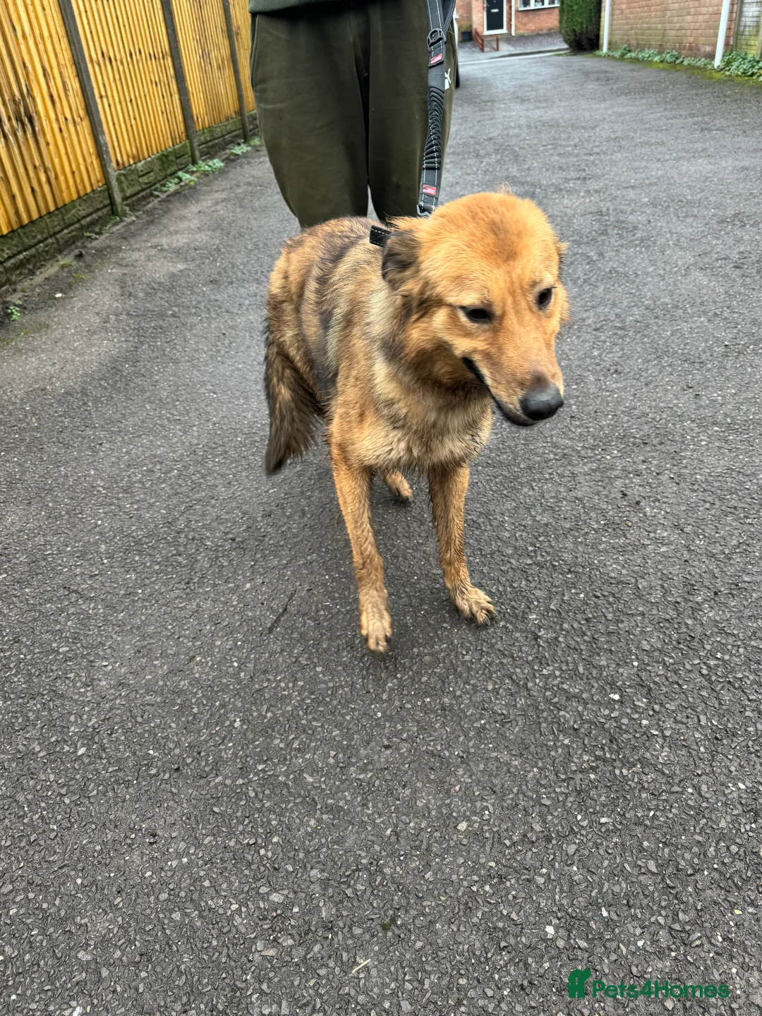 Mixed Breed dogs for sale: German Shepard cross - Advert 3