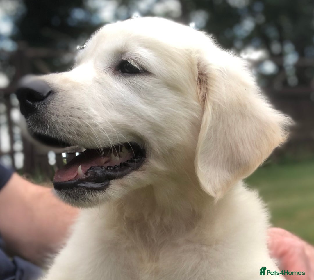 Golden Retriever dogs for sale: One lovely female puppy available  - Image 4