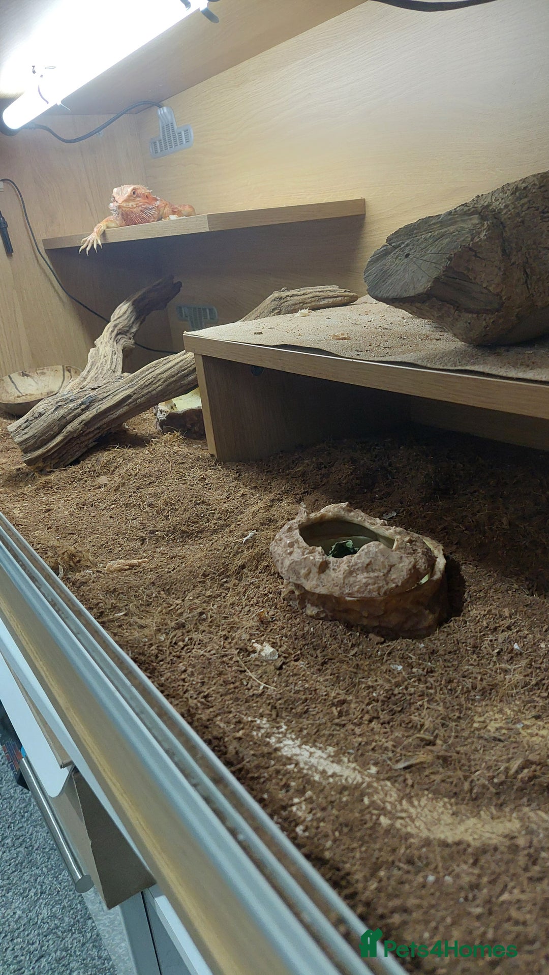 Dragon reptiles for sale: Bearded dragon with viv - Advert 8