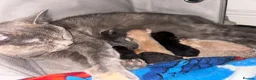 Mixed Breed cats for sale: 4 kittens £150 - Advert 1