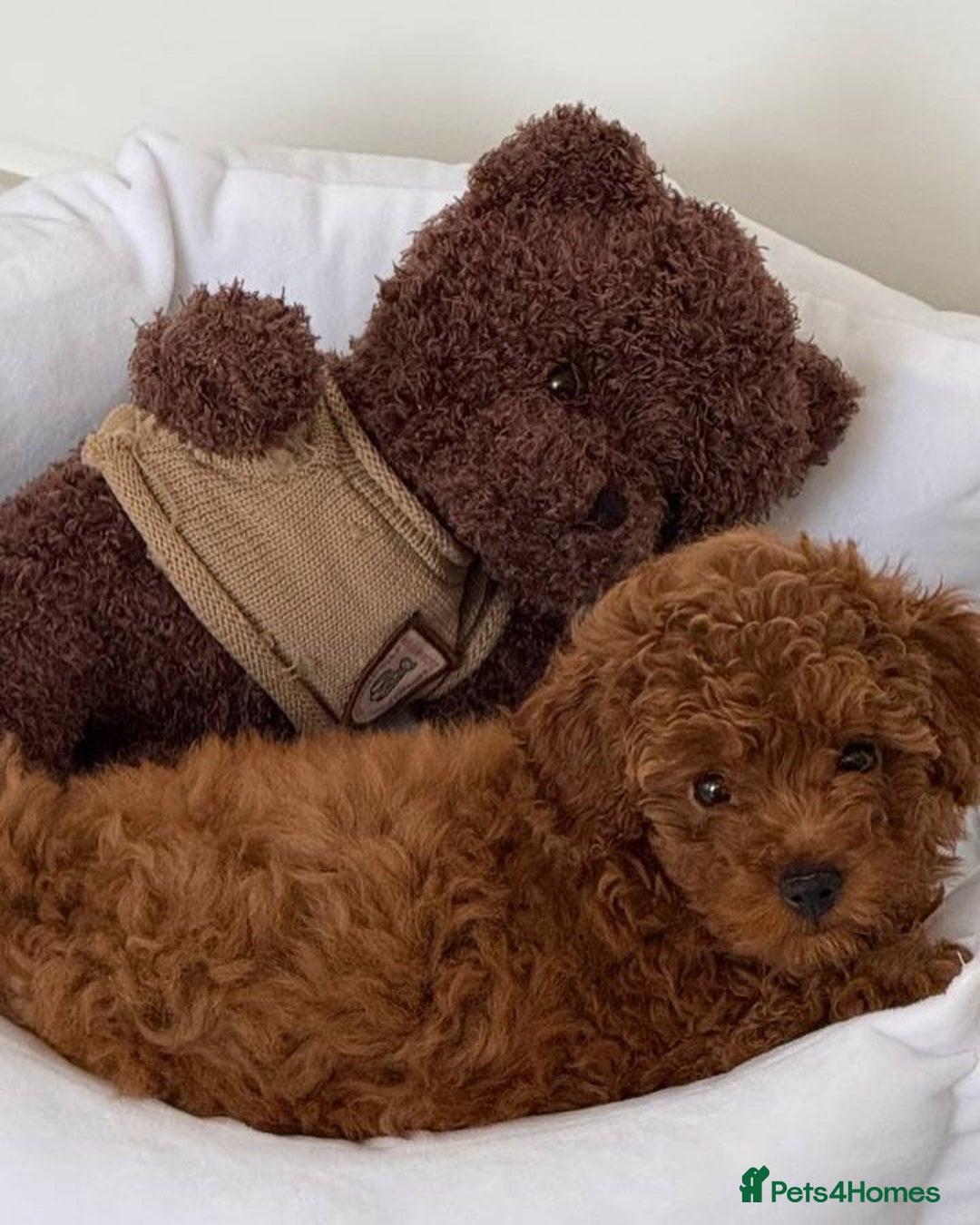 Toy Poodle dogs for sale: Red Toy Poodle puppies 🐶 💥💥💤 - Image 4