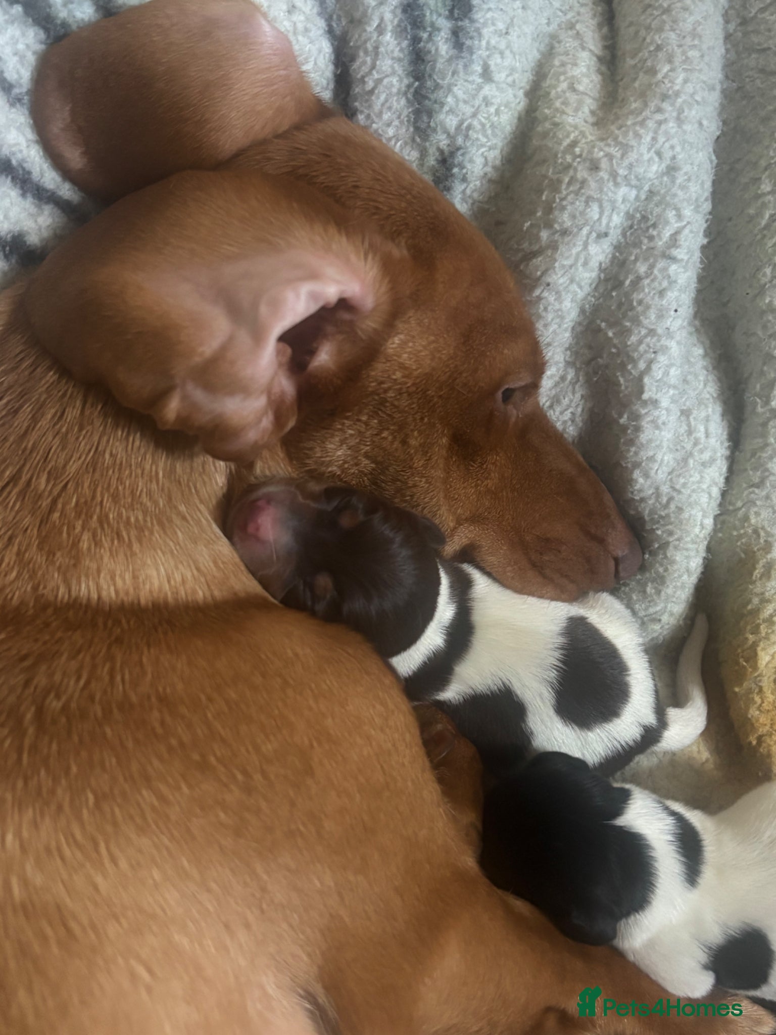 Miniature Dachshund dogs Miniature Dachshund puppies - Advert 9
