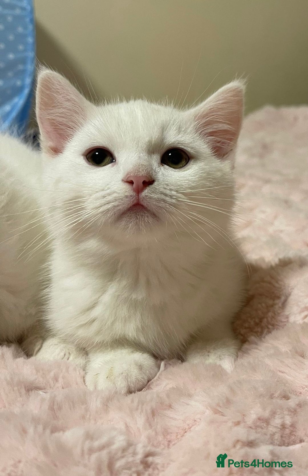 Ragdoll cats for sale: British Shorthair Cross Ragdoll Kittens  - Advert 7