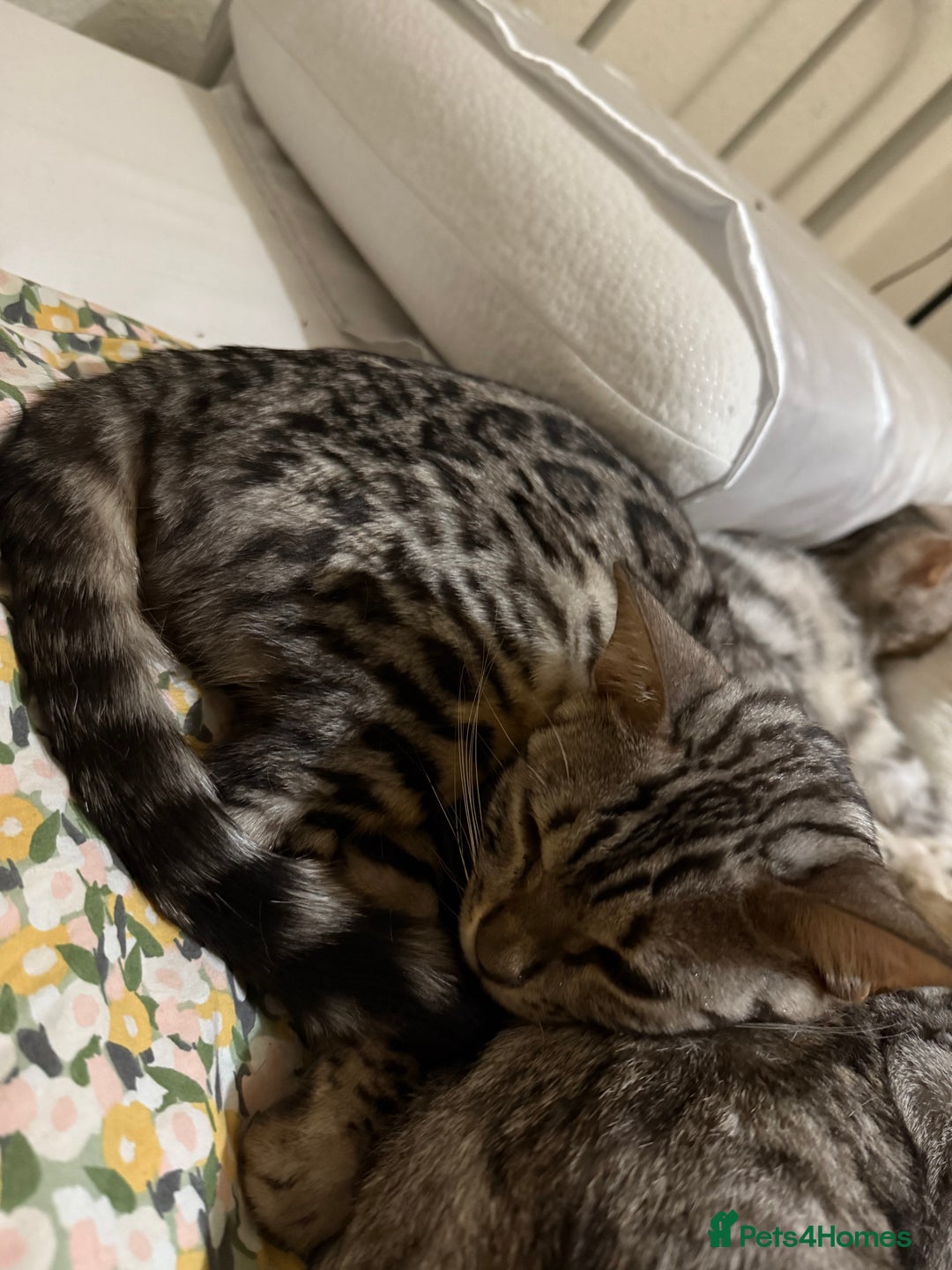 Bengal cats for sale: bengal cat looking for loving home - Advert 2