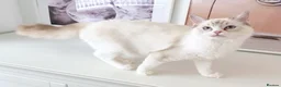 Ragdoll cats for sale: GCCF ACTIVE (FOR BREEDING) SEAL BICOLOUR FEMALE - Advert 16