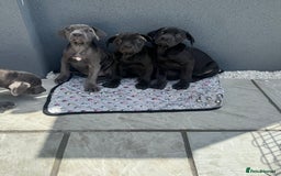 Cane Corso dogs for sale: Cane corso pups  - Image 5