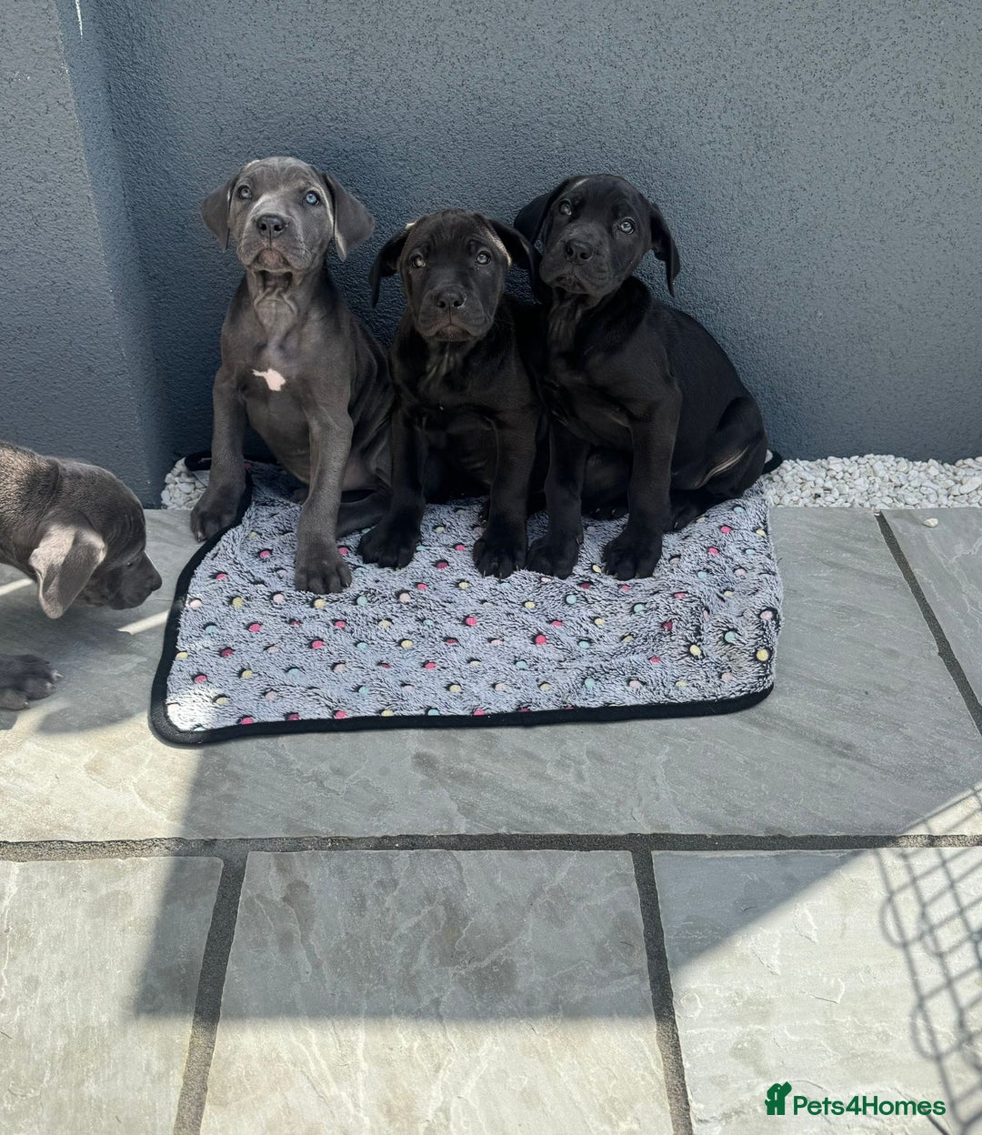 Cane Corso dogs for sale: Cane corso pups  - Image 5