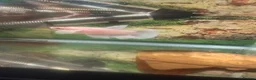 Angelfish fish for sale: Angel Fish/Shrimp/Golden Danio/Betta  - Advert 10