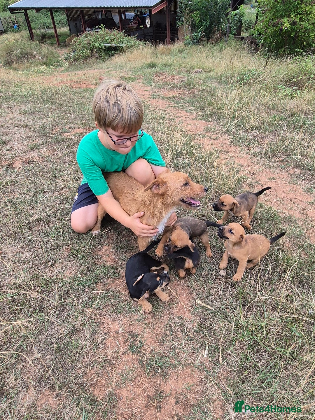 Mixed Breed dogs for sale: 6 stunning lakeland terrier cross pups  - Image 2