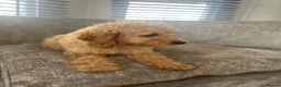 Cockapoo dogs for sale: Teddy bear cockapoos  - Advert 3
