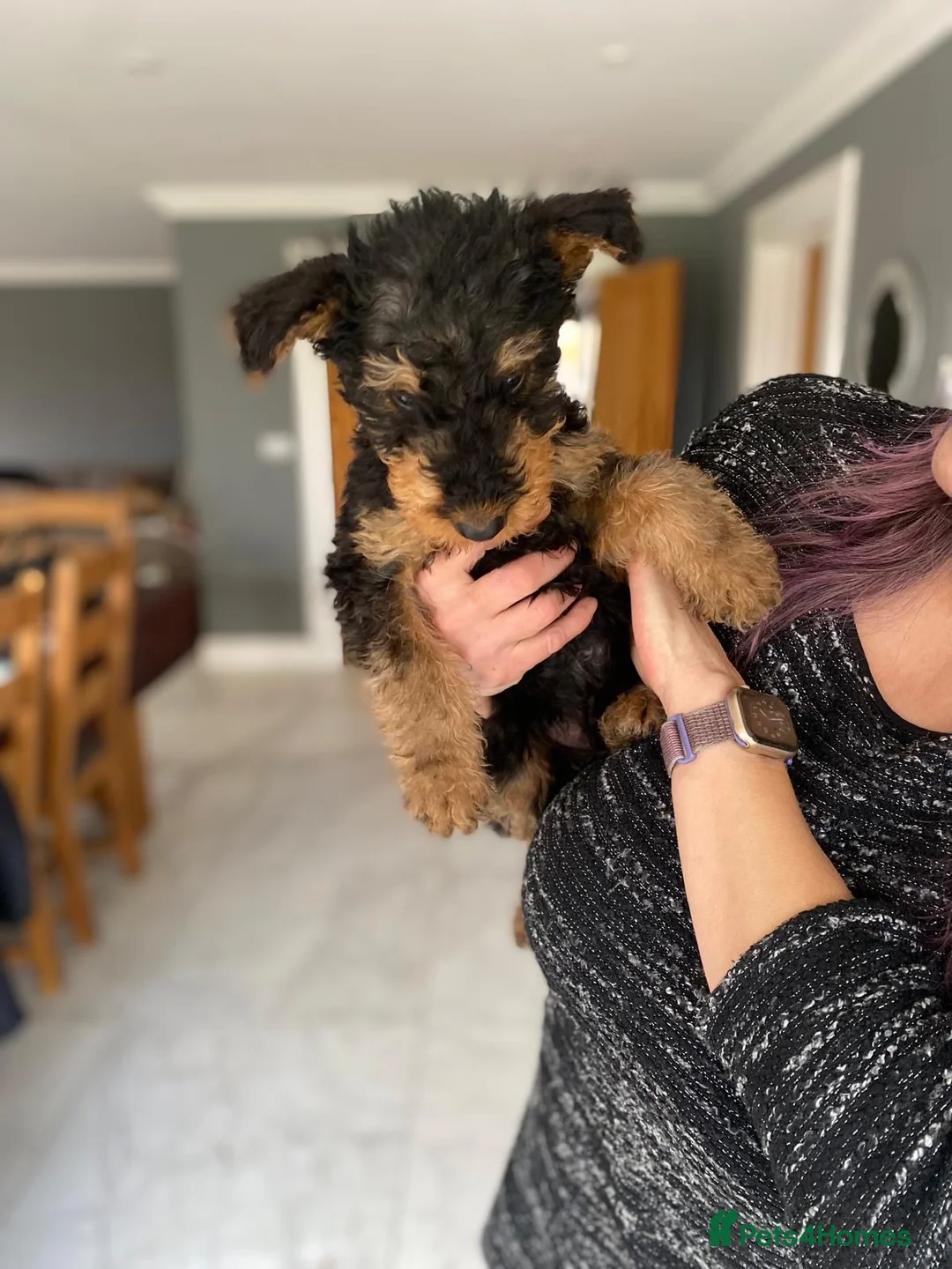 Airedale Terrier dogs for sale: Pure breed Airedale Terriers for sale - Advert 19