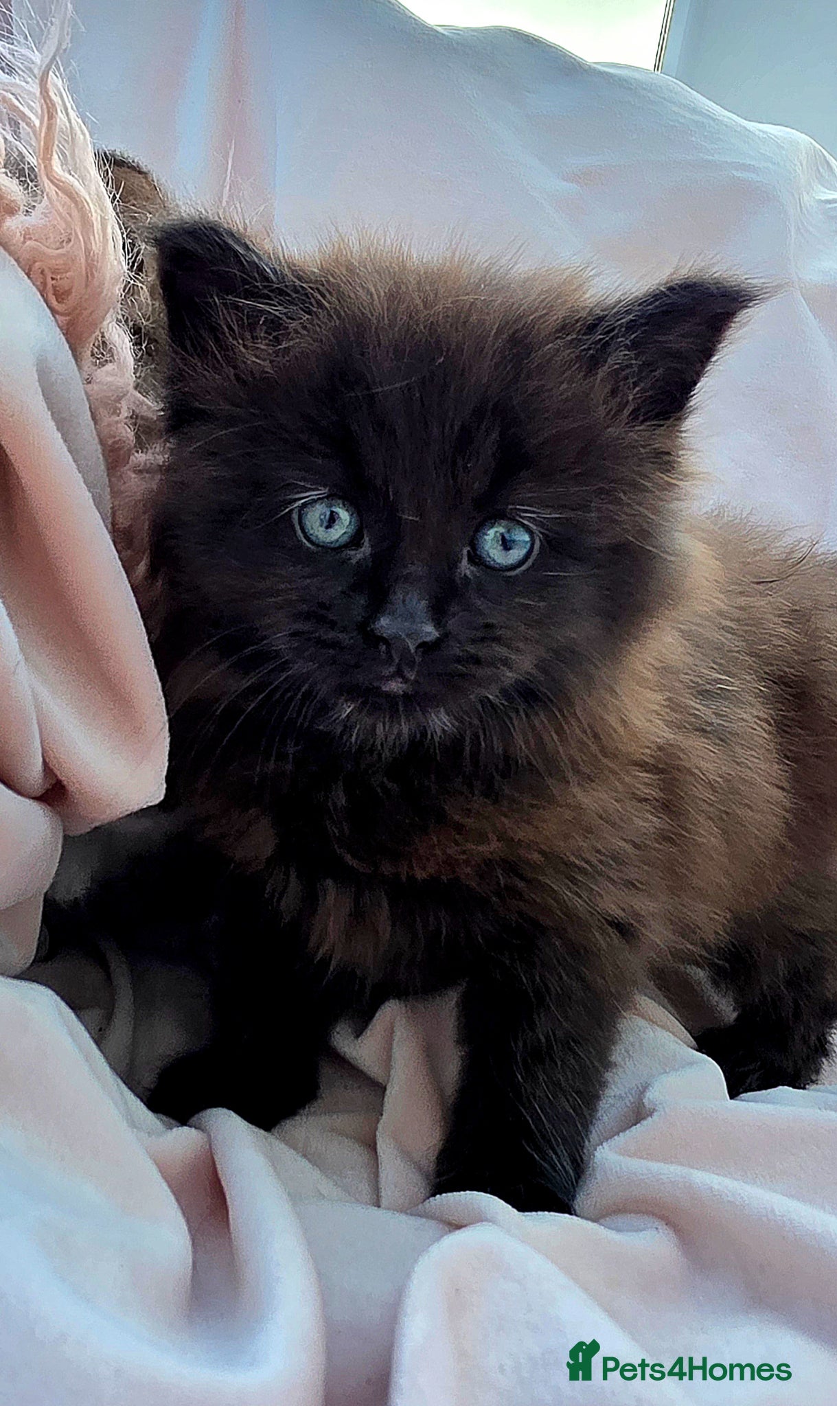 Mixed Breed cats Female Main Coon X Kittens for Sale  - Advert 2