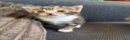 Mixed Breed cats for sale: 4 Beautiful Female Kittens Ready in August - Advert 1