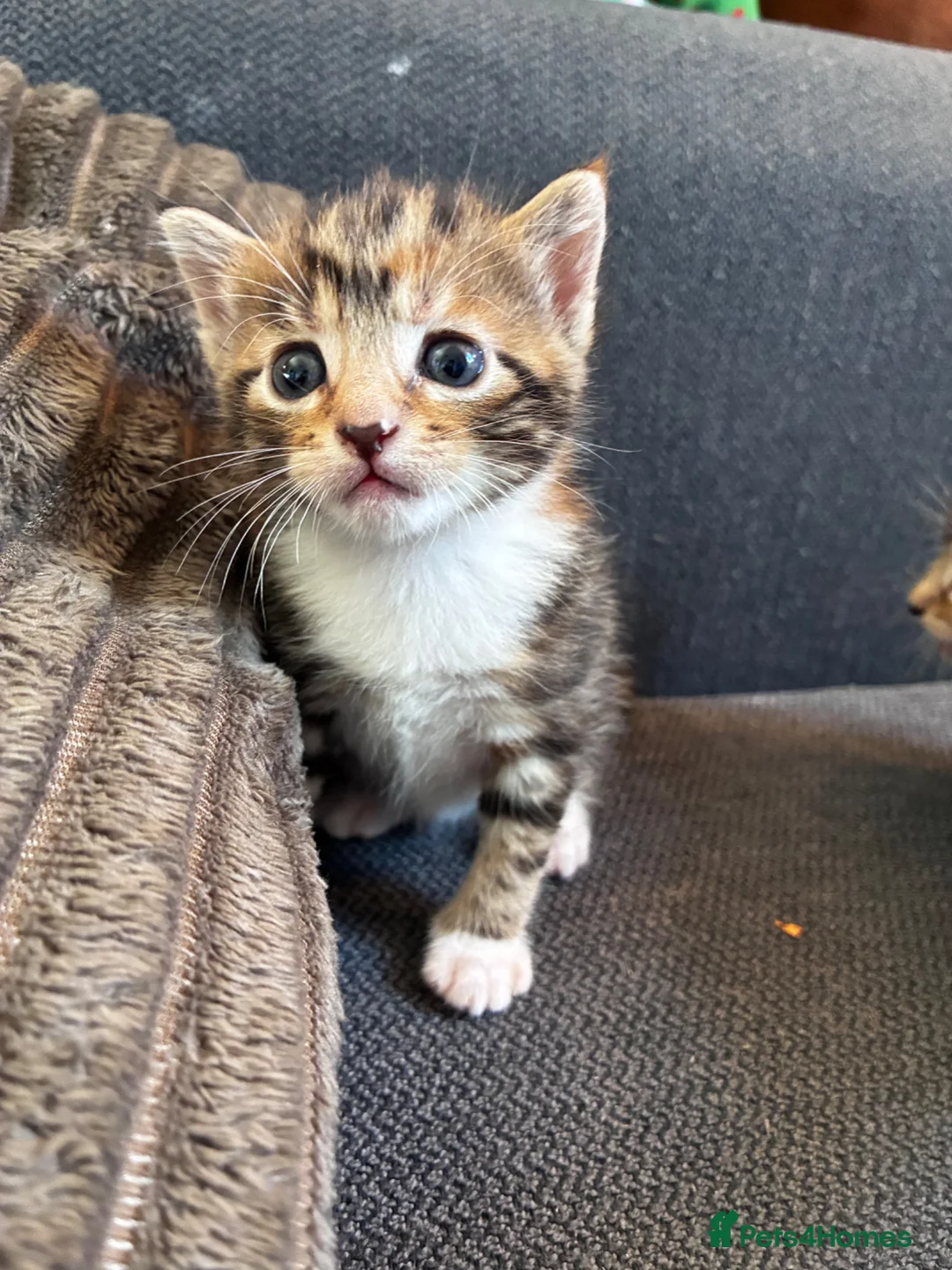 Mixed Breed cats for sale: 4 Beautiful Female Kittens Ready in August - Advert 1