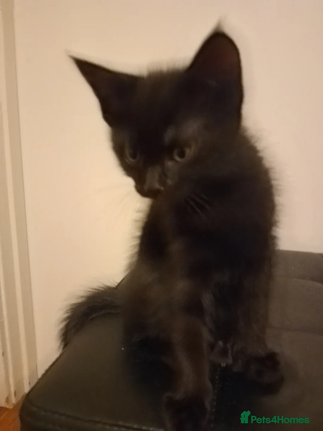 Ragdoll cats for sale: 1 Black Ragdoll Cross Kitten NO OTHER CATS/DOGS  - Image 6