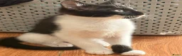 British Shorthair cats for sale: 4 black + white female kittens - Advert 7